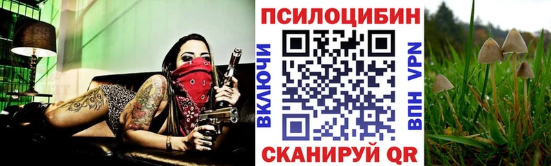 Галлюциногенные грибы Psilocybine cubensis  Западная Двина 